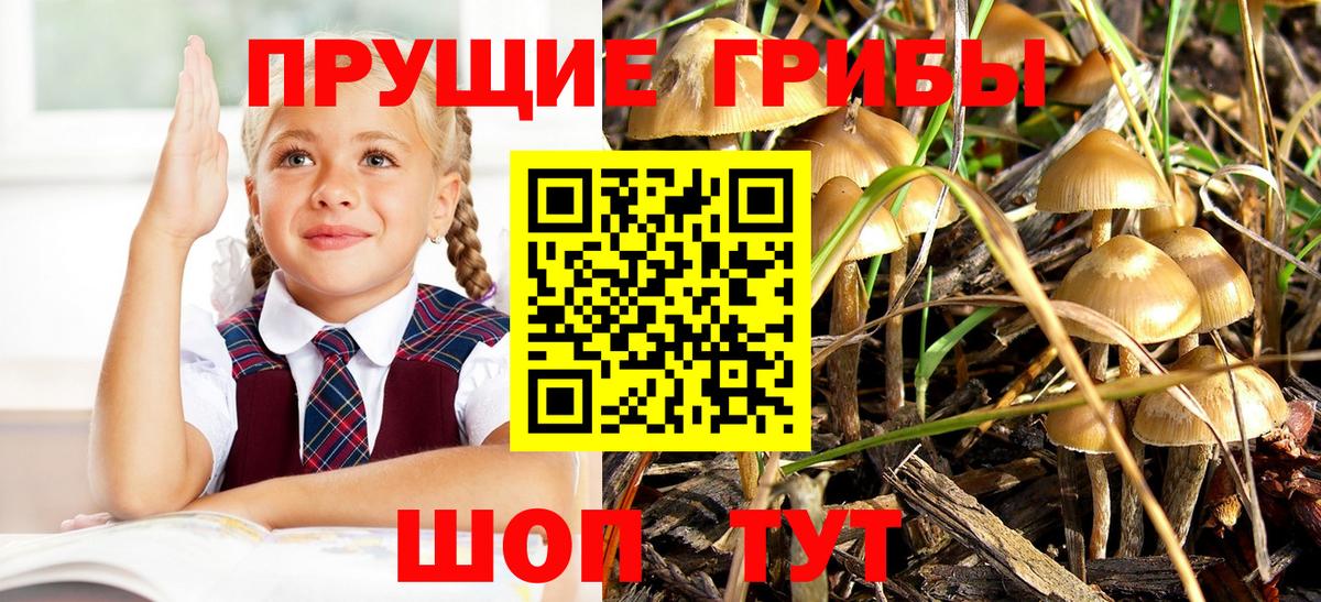 Галлюциногенные грибы GOLDEN TEACHER  Вход с VPN  Павловский Посад  Псилоцибиновые грибы Magic Shrooms 